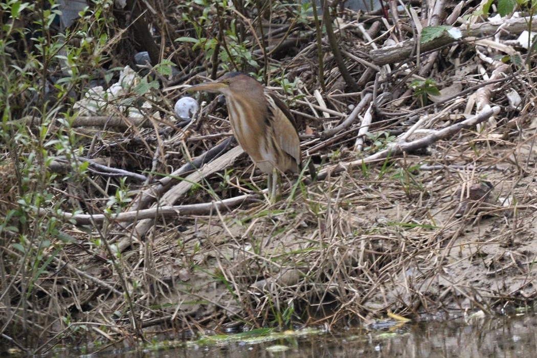 Little Bittern — Ana fotoğraf